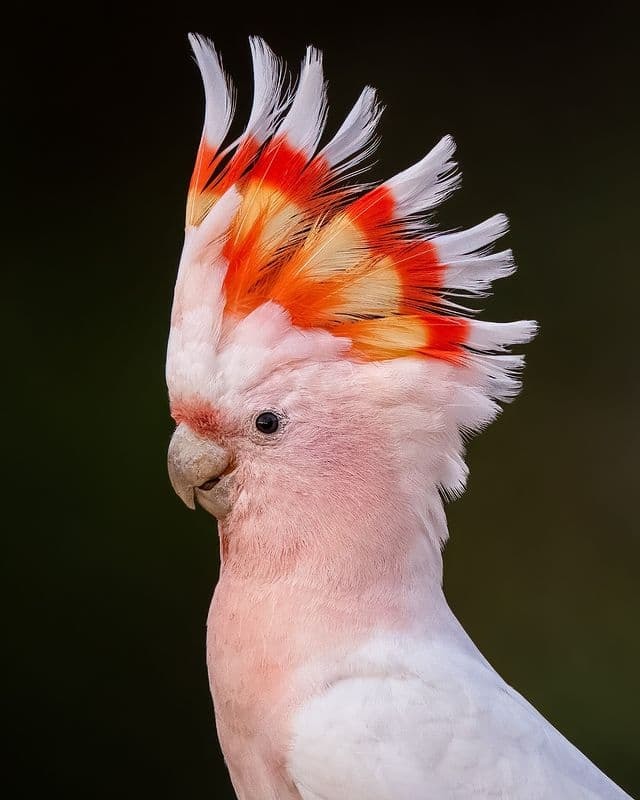 pink cockatoo - A parrot, Cockatoo, Birds, Australia, The photo, Milota