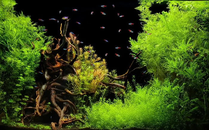 Exhibition Planted Aquariums - My, Aquarium, Aquarium plants, Aquascape