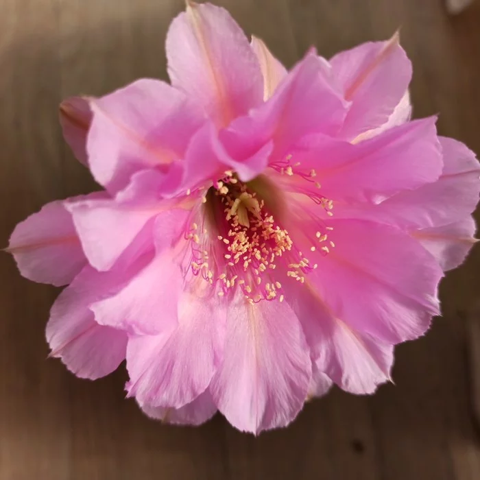 Blooming varietal echinopsis - My, Blooming cacti, Houseplants, Cactus, Flowers, Plants