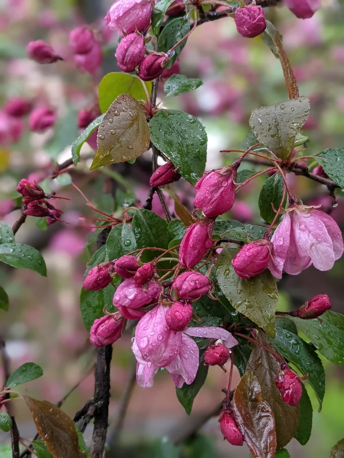 After the rain - My, Mobile photography, Macro photography, Flowers, Google pixel smartphone, Longpost