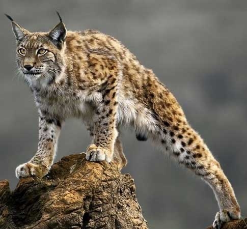 And again lynxes - Cat family, The photo, Nature, Longpost, wildlife, Lynx, Small cats, Animals