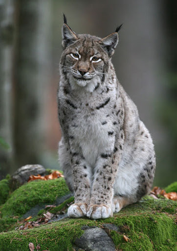 And again lynxes - Cat family, The photo, Nature, Longpost, wildlife, Lynx, Small cats, Animals