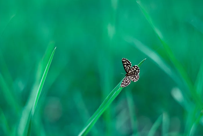 Clover moth (Semiothisa clathrata) - My, Forest, Spring, Butterfly, Canon