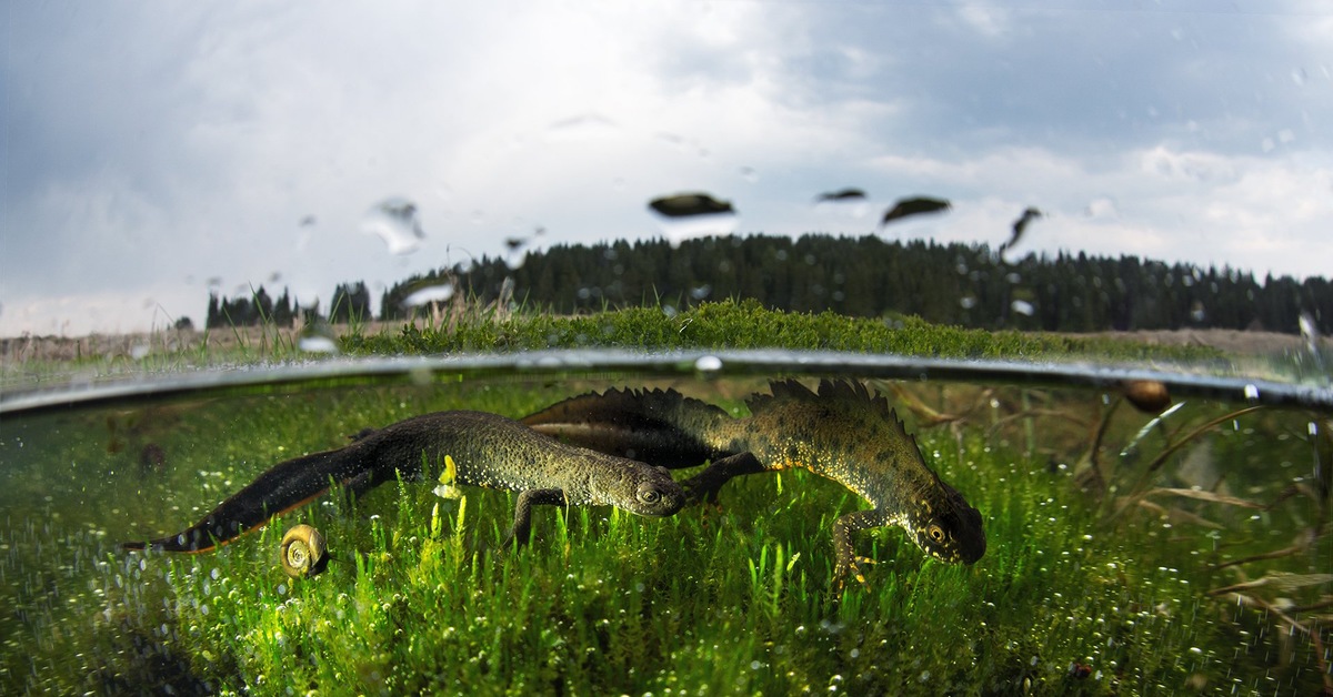 The mating season of the crested newt - Triton, Amphibians, Mating season, The national geographic, The photo, Nature, Southern Urals, Sverdlovsk region, , Red Book, Animals