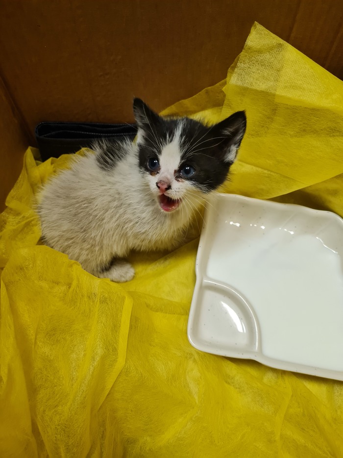 Котенок ищет дом