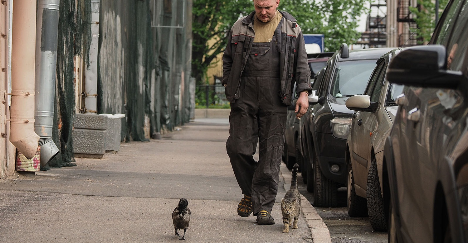 Воронов шел по улице. С Питере мужик ворона и кот. Человек гуляет с кошкой. Ворона кошка и человек идут на работу.