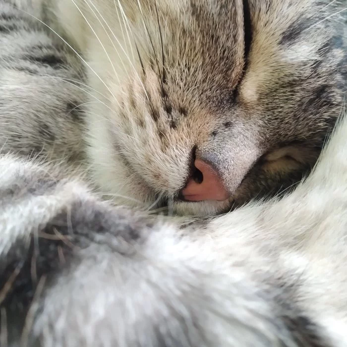 cat nose - Nose, Dream, cat, My