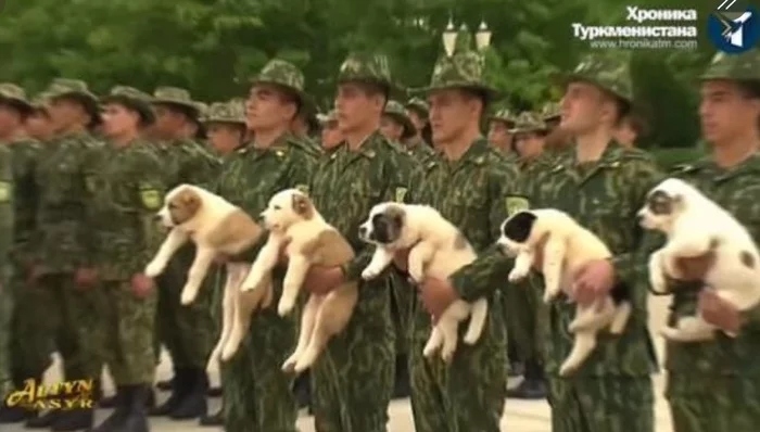 Our Turkmen puppy battalion - Turkmenistan, Border guards, Alabai, Puppies, Milota, Dog, Cynology