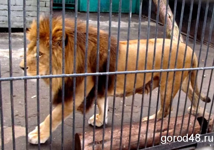 Animal torture in the Lipetsk Zoo - My, Animal protection, Zoo, Lipetsk, Animals, Wild animals