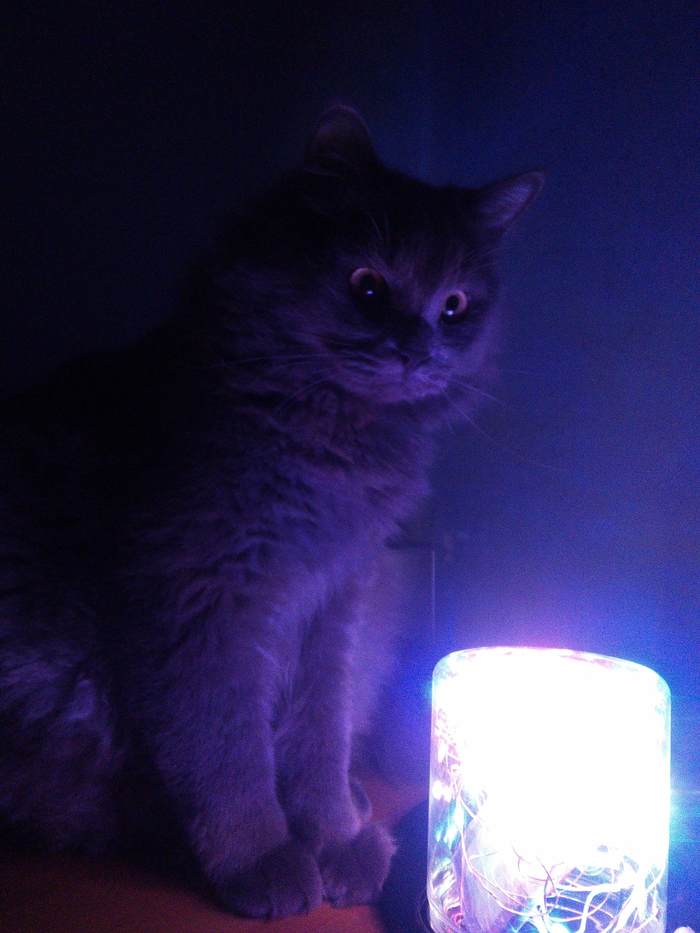 The cats with the lamp were - My, Fat cats, cat