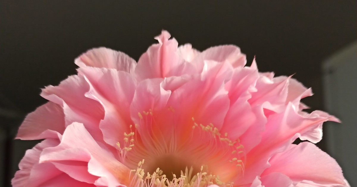 Echinopsis cv. 'Southern Belle' - Моё, Кактус, Цветущие кактусы, Цветение, Комнатные растения, Видео, Длиннопост