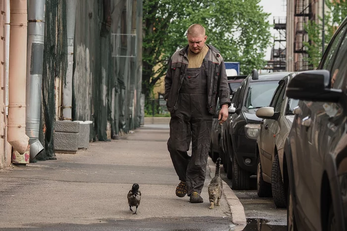 Cat, crow and man - cat, Crow, Animals, Long, Longpost