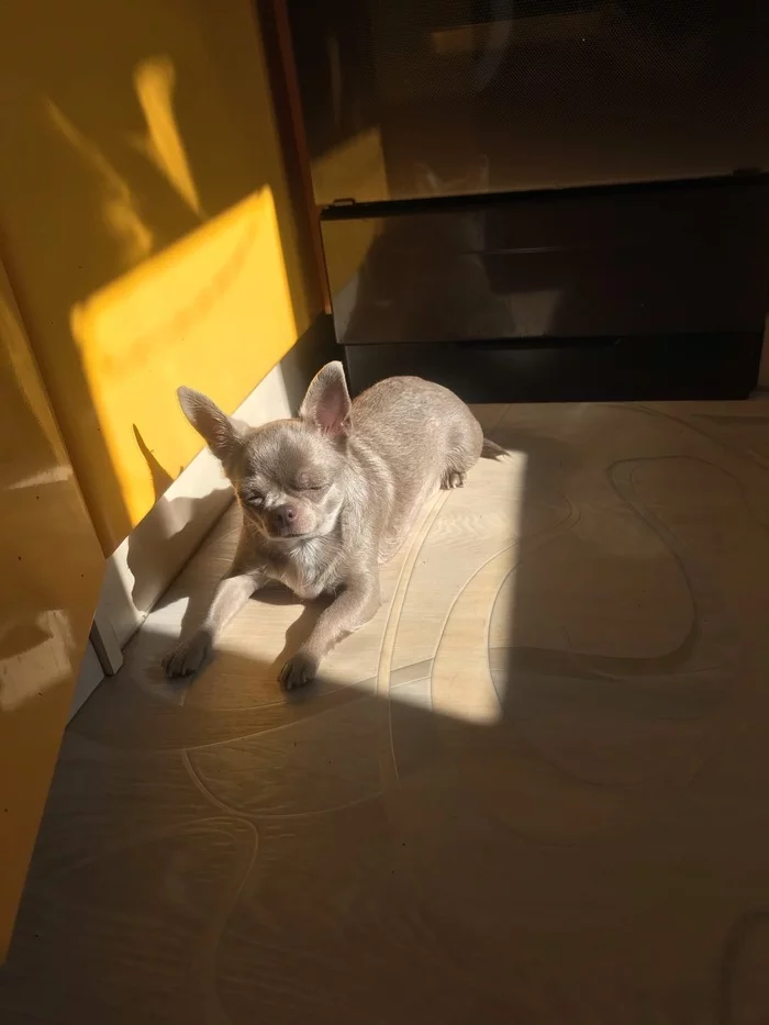 Spring - My, Chihuahua, French Bulldog, Spring, Longpost, Dog