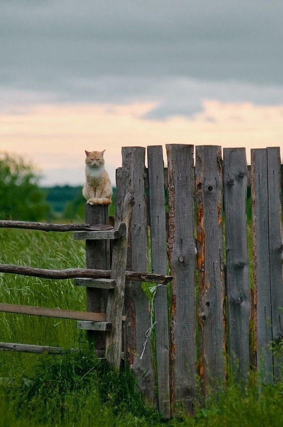 You just come to visit, at least sometimes - Village, Parents, Home, Longpost, The photo, cat