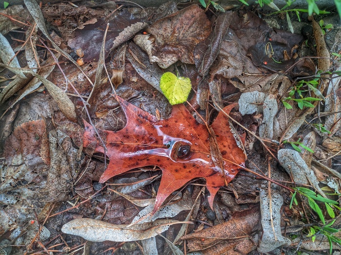 ����� �����