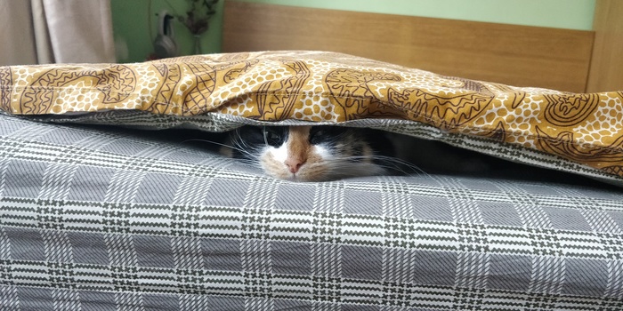 В засаде