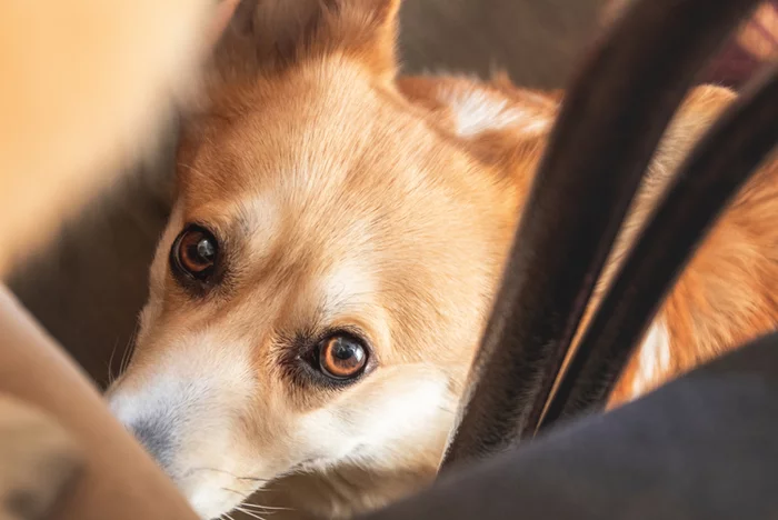 If you look under the table, you can see this - My, Corgi, Dog, Welsh corgi pembroke