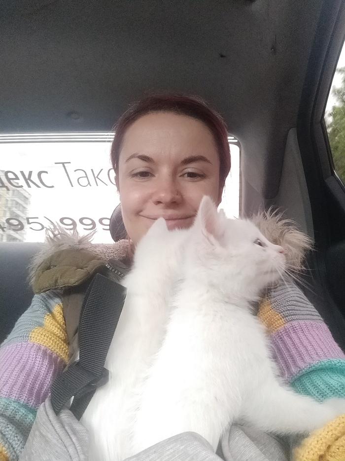 Теперь я счастливая котоматерь! Кот, Счастье, Любопытство, Позитив