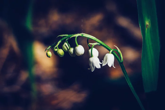 Spring sketches - My, The photo, Nature, beauty of nature, Plants, Flowers, Lilies of the valley, Longpost