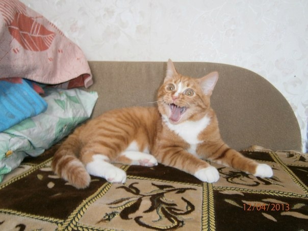 When I heard a funny joke - My, cat, Redheads