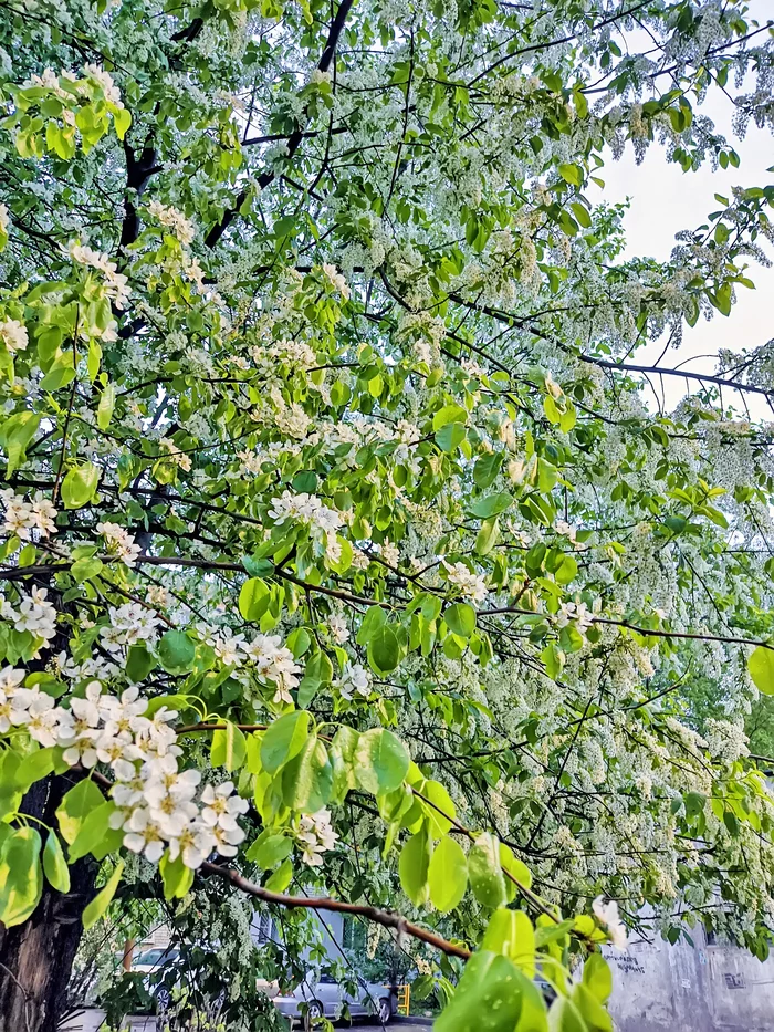 We bloom together, cheerfully! - My, Evening, Night, Bloom, Lilac, Plants, Night shooting, Mobile photography, Longpost