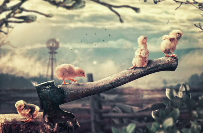 Book cover concept  , Photoshop, , , 
