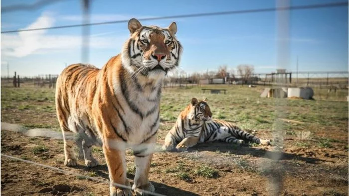 US confiscates 68 animals from 'Tiger King' zoo owners - Tiger, a lion, Jaguar, Big cats, Cat family, Animal Rescue, Animal defenders, USA, , Zoo, Oklahoma, Air force, Netflix, Netflix Tiger King, Longpost, Video