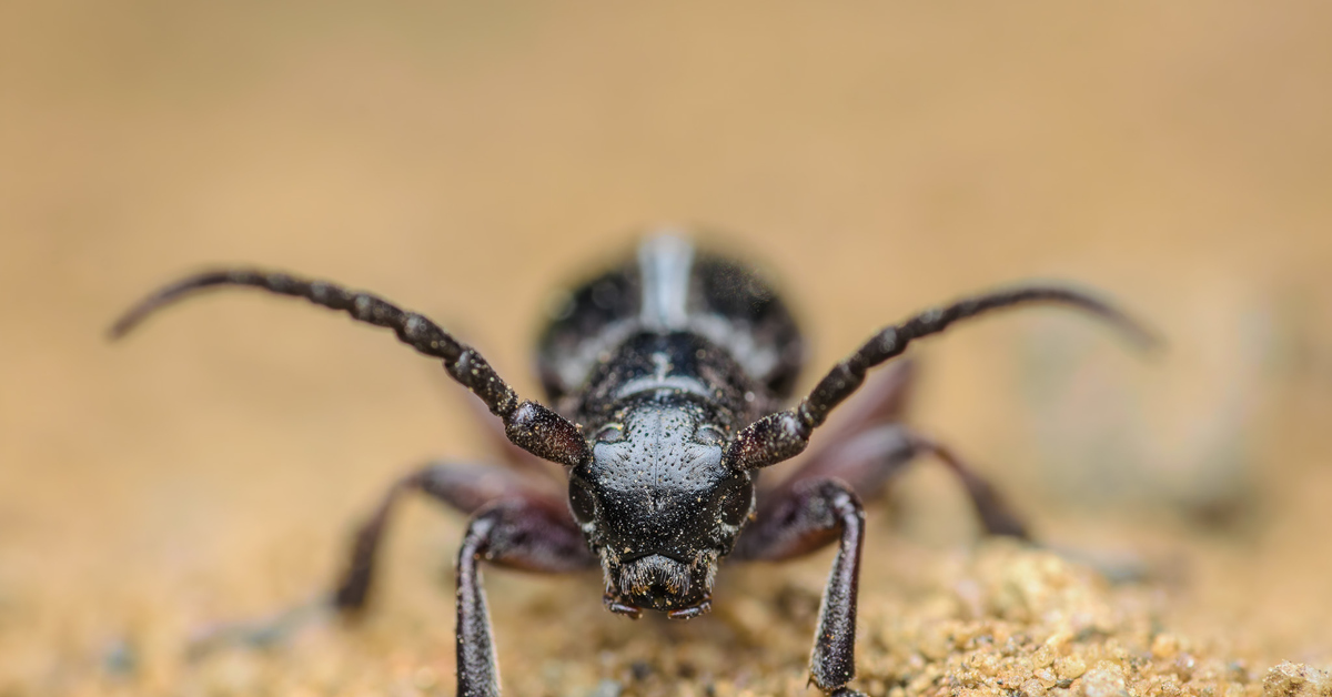 Reply to the post Which way to look - My, Жуки, The photo, Nikon, Insects, Macro photography, Reply to post