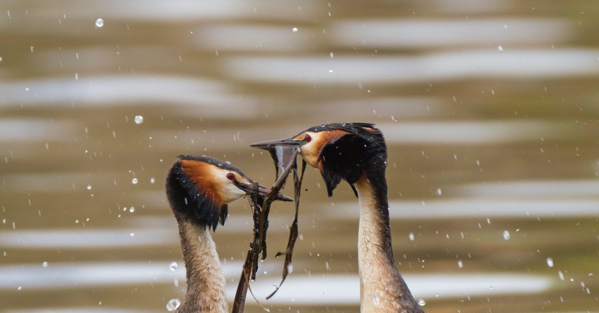 Mating dance of grebes with gifts - Birds, Chomga, Great grebe, Toadstool, Mating games, Offering, Presents, The national geographic, , The photo, wildlife, Waterfowl