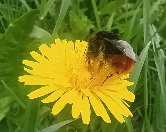 Just a fluffy ass - Bumblebee, The photo, Mobile photography, Dandelion, Nature