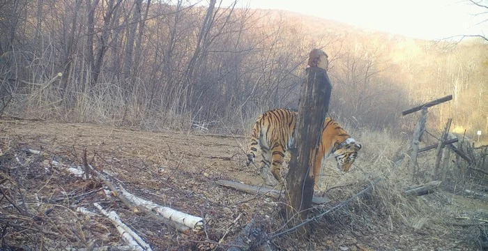 Tigress Lazovka from the Jewish Autonomous Region gave birth to a second and went to China - Tiger, Amur tiger, Tiger cubs, Jewish Autonomous Region, Дальний Восток, China, Interesting, Travels, , Big cats, Cat family, Animals, Predator, news, The border