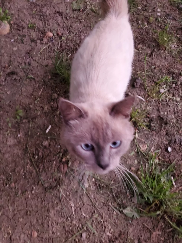 Found Siamese blue-eyed cat - My, cat, Krasnodar, In good hands, Help, Longpost, Found a cat, No rating