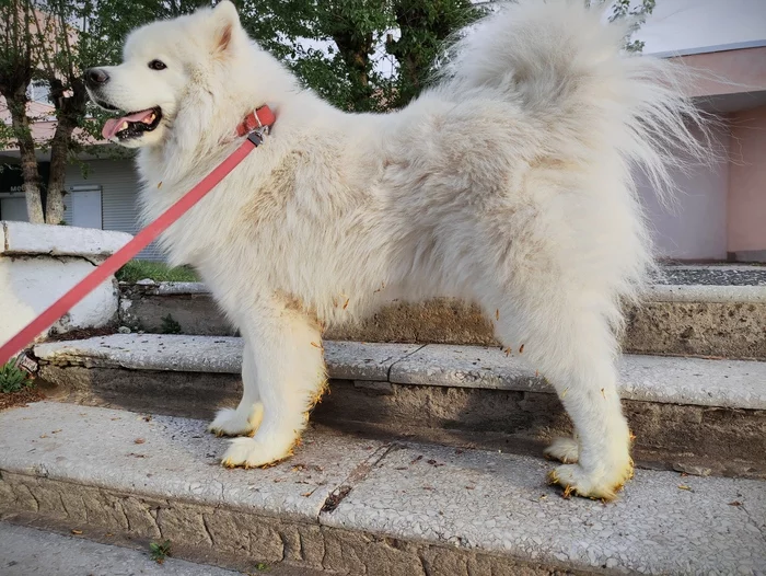 I don’t like (to put it mildly) the end of May-beginning of June only because of the poplar sticks that have to be washed off the dog - My, Samoyed, Paws, Pets, Dog