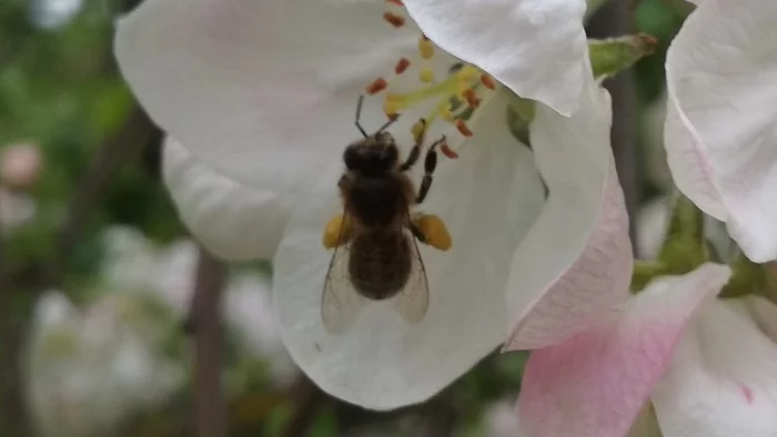 The bee carries pollen on its hind legs - My, Bees, Pollen, The photo, Apple blossom