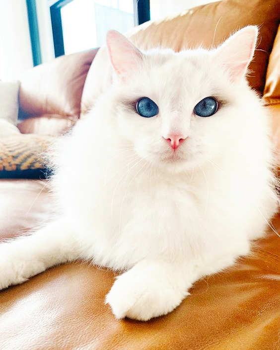 Gorgeous - cat, Milota, Blue eyes