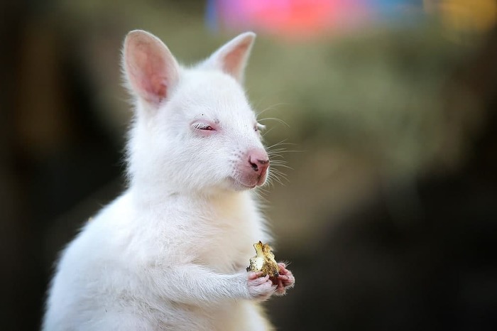 Photo of the week. - My, TASS, The photo, Albino, Animals, Zoo, Kazan