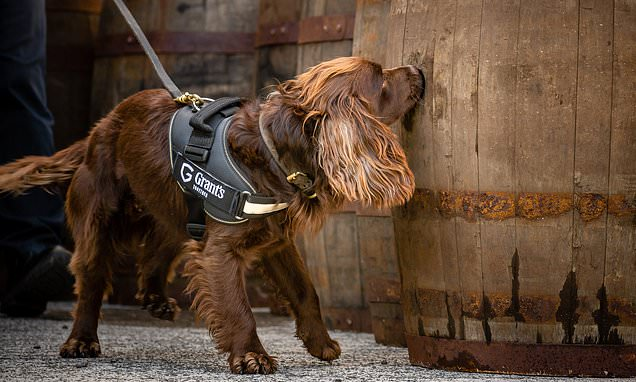 Valuable employee - Dog, Cocker Spaniel, Scotch whiskey, Whiskey, Scotland, Factory, The national geographic, Smell, , Smell, Barrel, Oak barrels, Animals, Defect, Service dogs, Longpost
