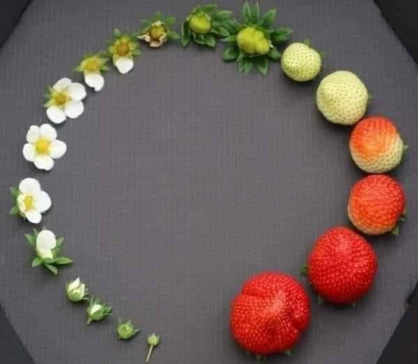 Multinut - Strawberry plant, Flowers, Cycle, Strawberry (plant)