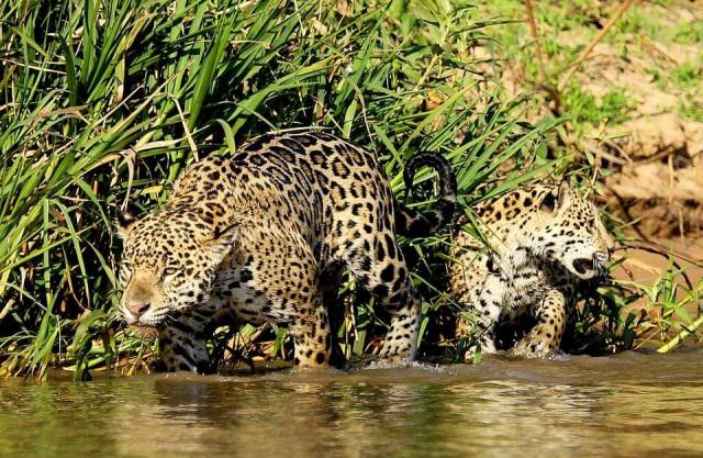 The Brazilian Pantanal has a jaguar for every square mile. - Jaguar, Big cats, Cat family, Predator, Wild animals, South America, Brazil, Swamp, , Paraguay, River, UNESCO Heritage Site, National park, Longpost