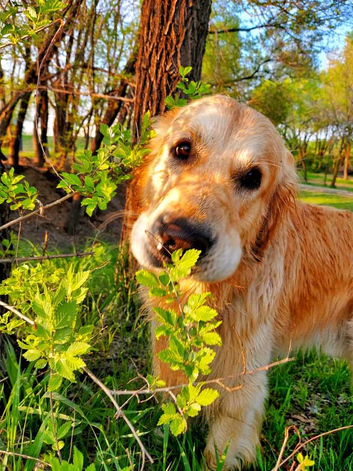 All spring and good - My, Spring, Dog, Golden retriever, Longpost