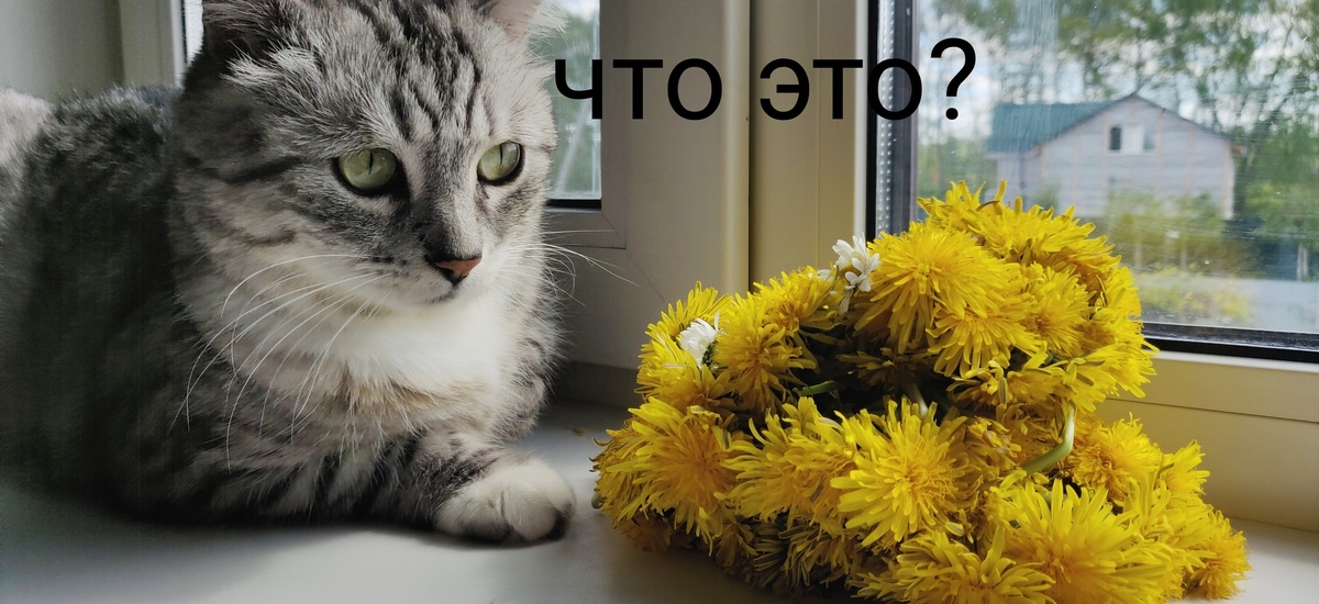 Miracle is not happy - My, Wreath, Dandelion, cat, Pets, Beautiful, Discontent, Disturbance, Milota, , The charm, The photo, Longpost, Picture with text