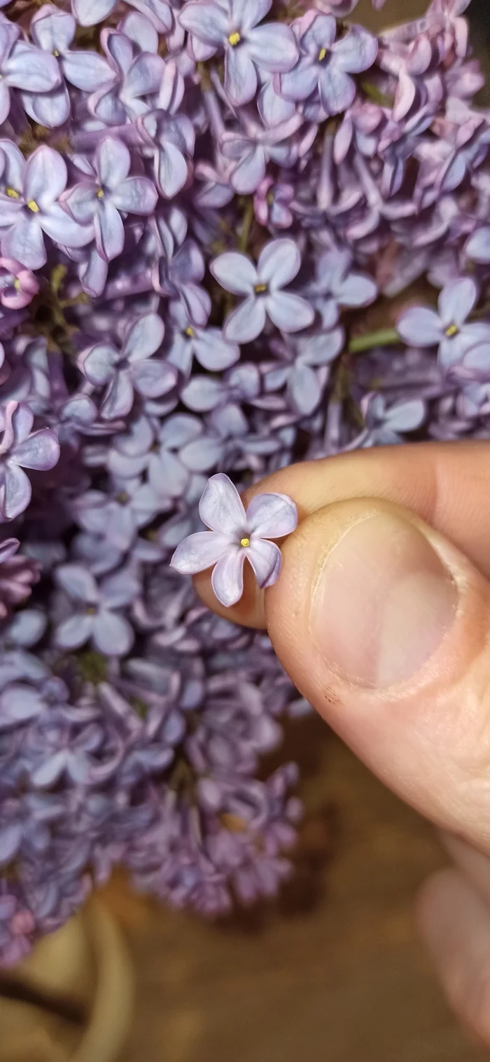 Make a wish and don't tell anyone - Lilac, It's five, Petals, Longpost