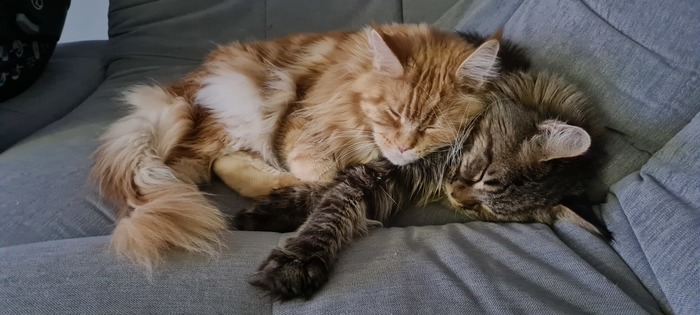 Дневной сон с обнимашками