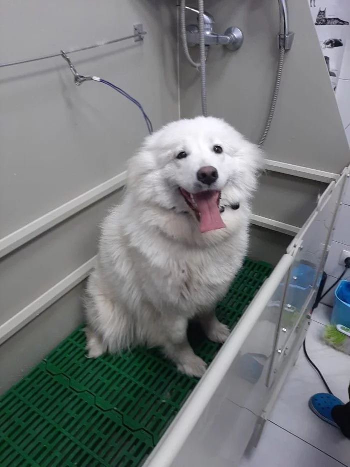First time at the groomer - Samoyed, Grooming, Dog, Video, Longpost, My