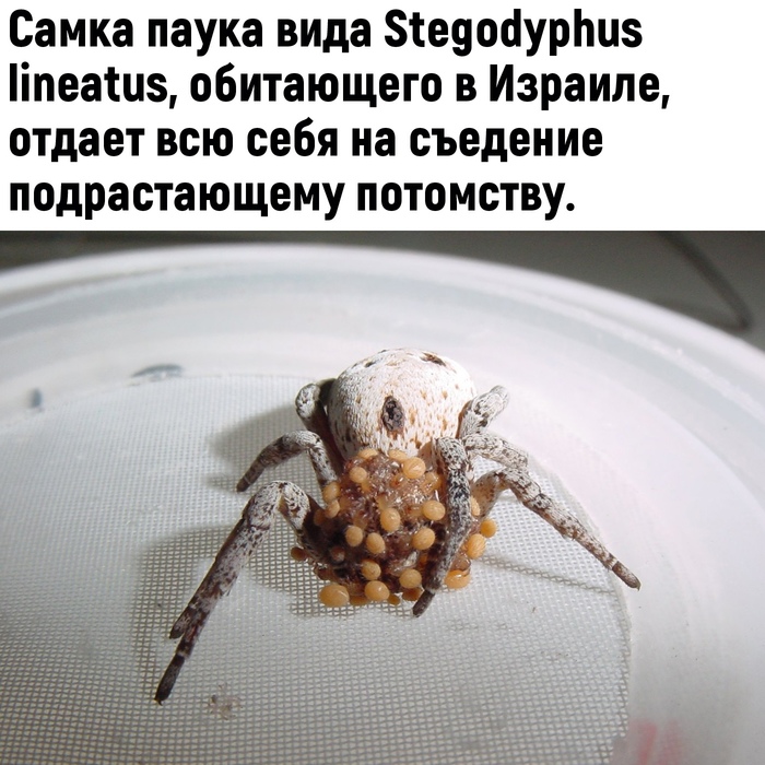  80 lvl , , , , , ,   