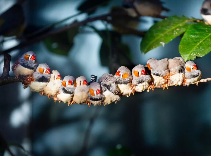 When you ride in a crowded subway - Amadines, Birds, Branch, wildlife, The photo