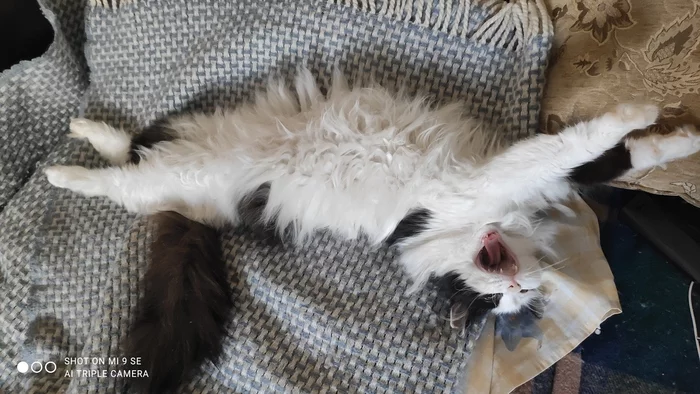 I call it sometimes a pillow - My, Basil, cat, Fluffy, Longpost