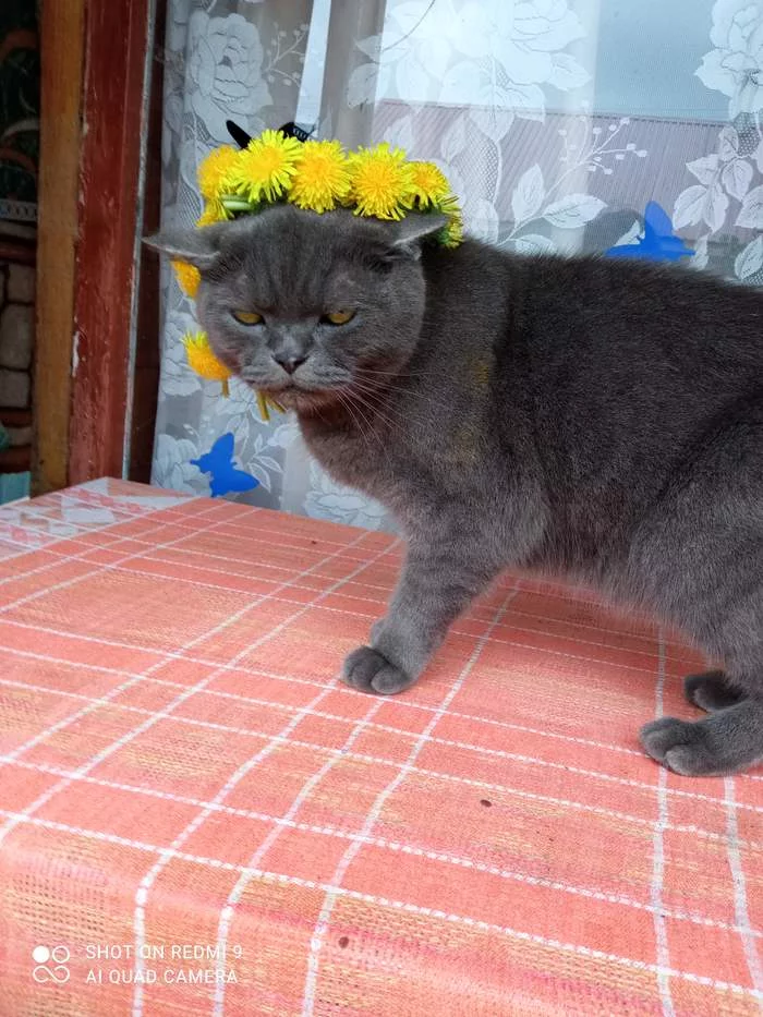 I remember you - cat, Village, Summer, Dandelion, Fat cats