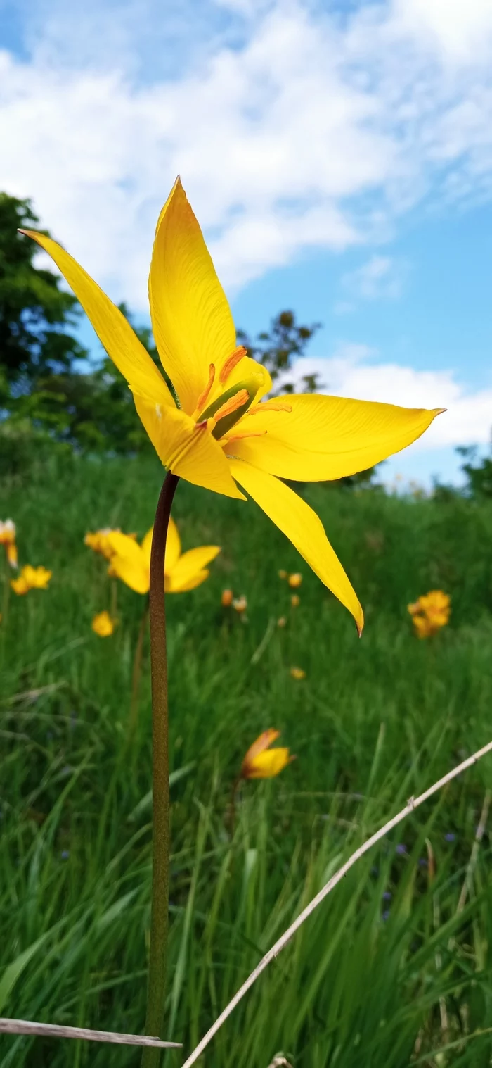 forest tulips - My, Tulips, Spring, Flowers, Longpost, The photo