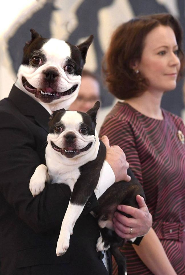 Smiling dog dies in Finland - news, Boston Terrier, Finland, Dog, Longpost, 